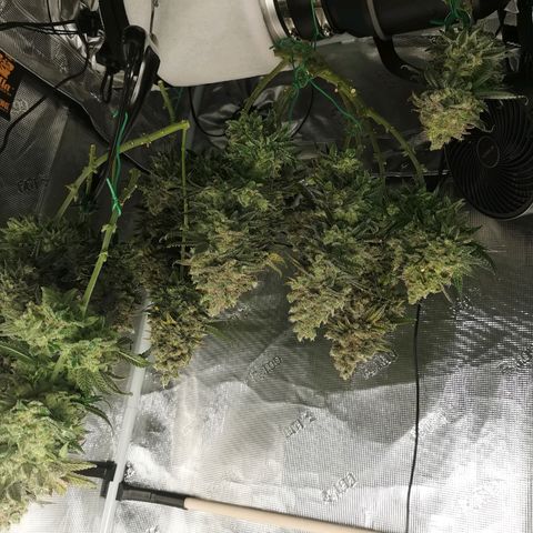 Cookies Kush #2 growlog timeline photo