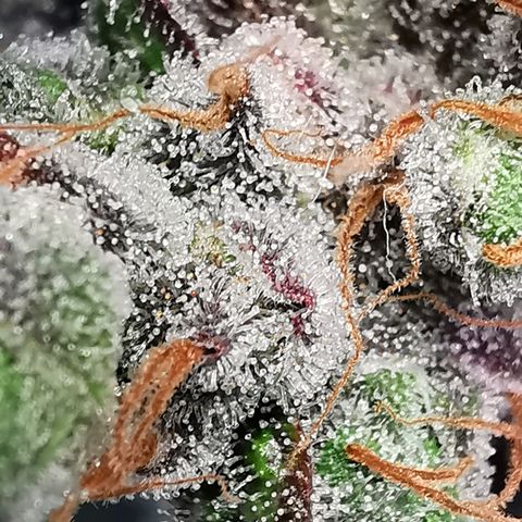 Cookies Kush #2 growlog timeline photo