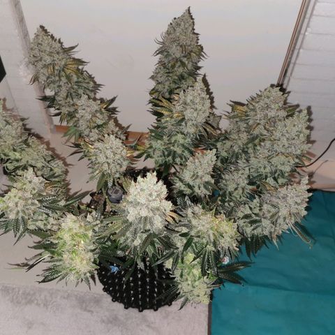 Cookies Kush #2 growlog timeline photo