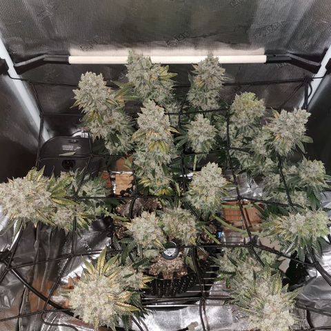 Cookies Kush #2 growlog timeline photo