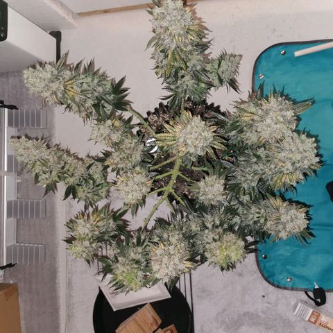 Cookies Kush #2 growlog timeline photo