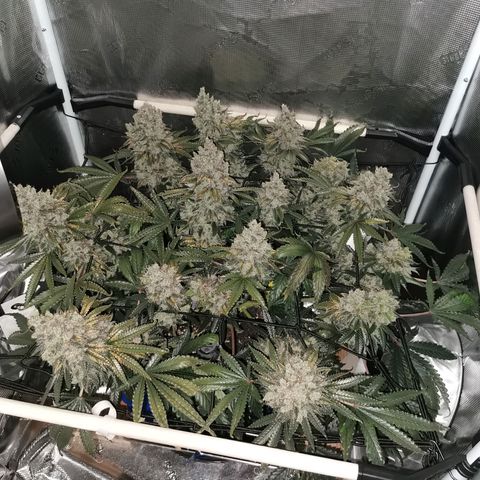Cookies Kush #2 growlog timeline photo