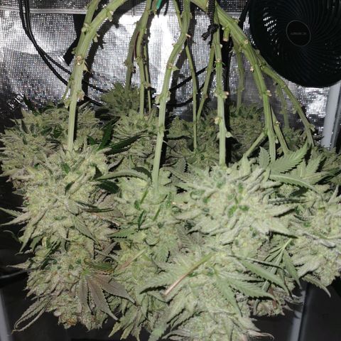 Cookies Kush #2 growlog timeline photo