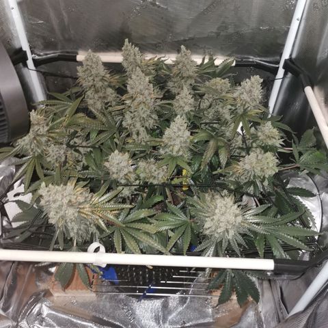 Cookies Kush #2 growlog timeline photo
