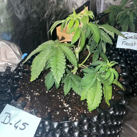 B45 growlog timeline photo