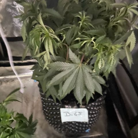B45 growlog timeline photo