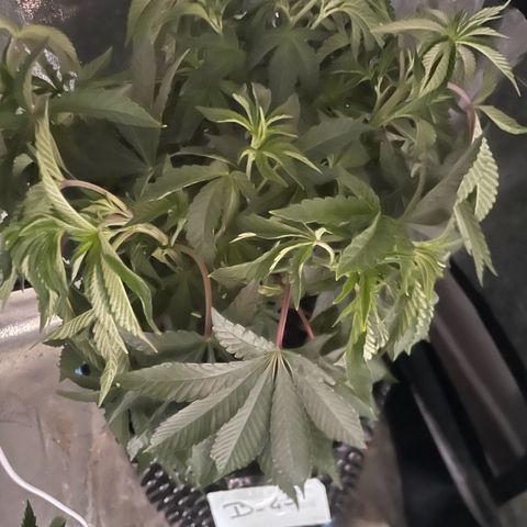B45 growlog timeline photo