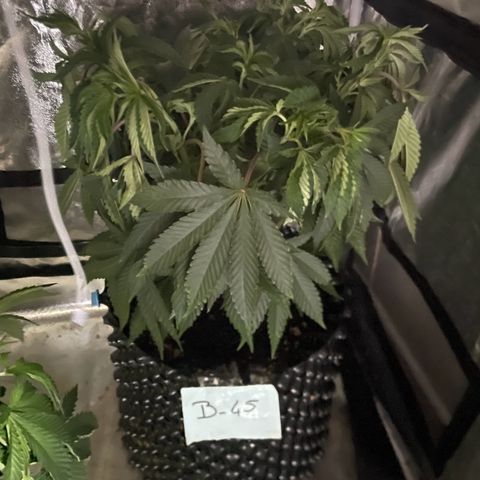 B45 growlog timeline photo
