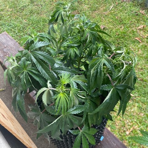 B45 growlog timeline photo