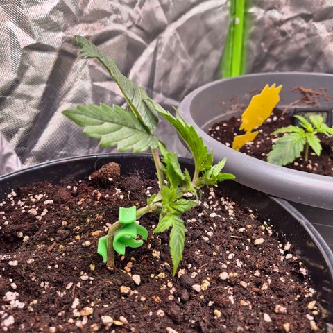 Blacklatto 1 growlog timeline photo
