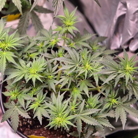 Shiva skunk 1 growlog timeline photo
