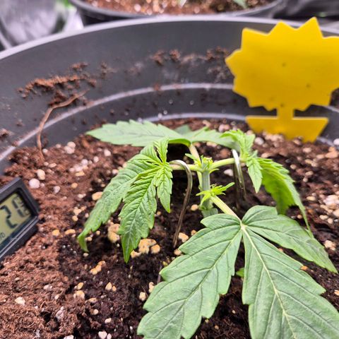 Blacklatto 2 growlog photo: Heute wurde getoppt 