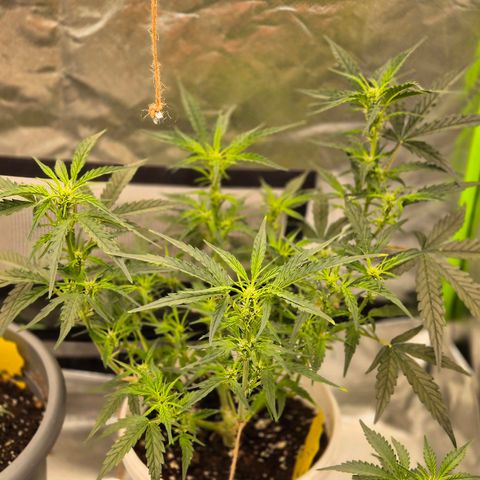 Apple fritter growlog timeline photo