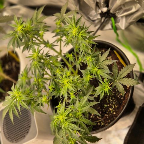 Shiva skunk 1 growlog timeline photo