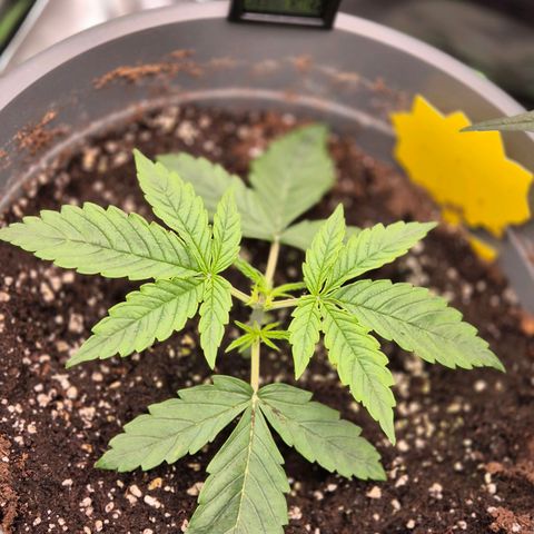Blacklatto 2 growlog timeline photo
