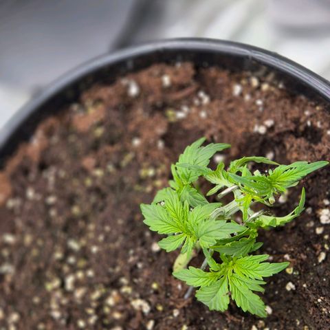 Blacklatto 1 growlog timeline photo