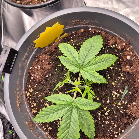 Blacklatto 2 growlog timeline photo