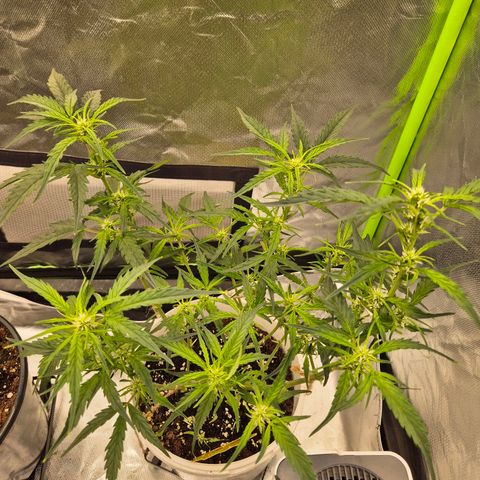 Apple fritter growlog timeline photo