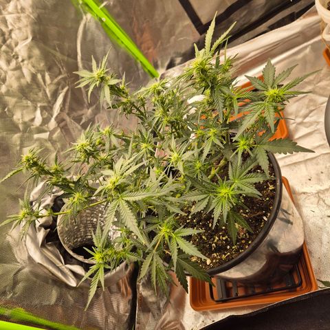 Shiva skunk 1 growlog timeline photo