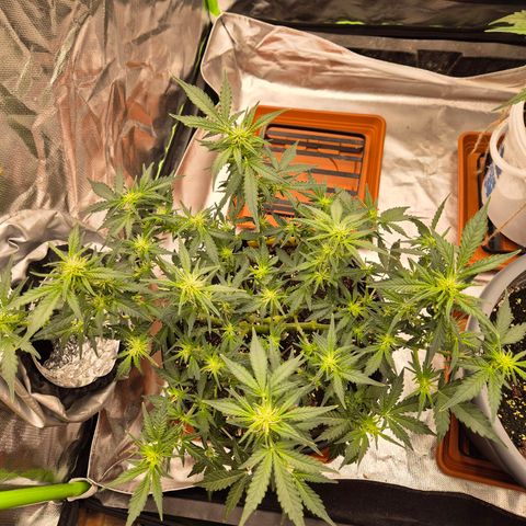 Shiva skunk 1 growlog timeline photo