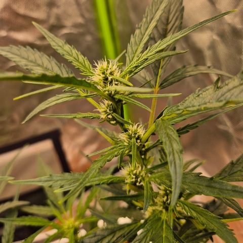 Apple fritter growlog timeline photo