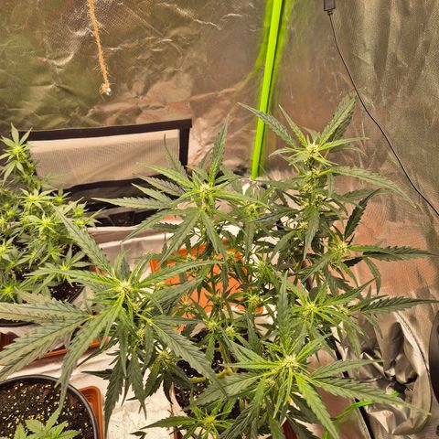 Apple fritter growlog timeline photo