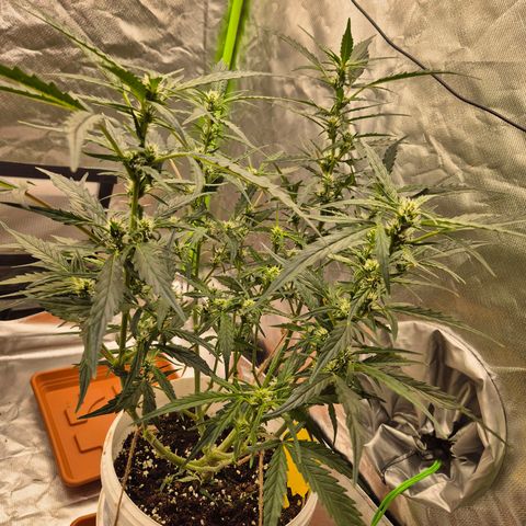 Apple fritter growlog timeline photo