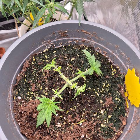 Blacklatto 2 growlog timeline photo