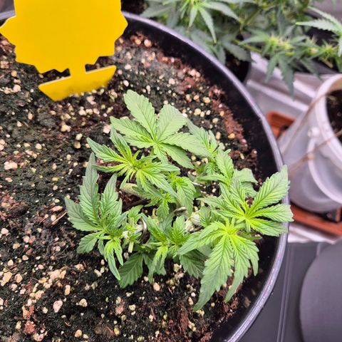 Blacklatto 1 growlog timeline photo