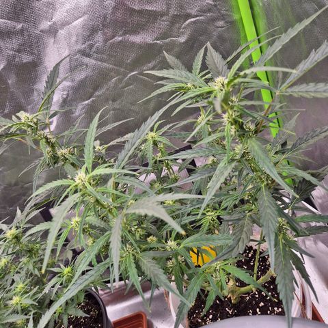 Apple fritter growlog timeline photo
