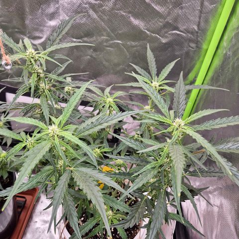 Apple fritter growlog timeline photo