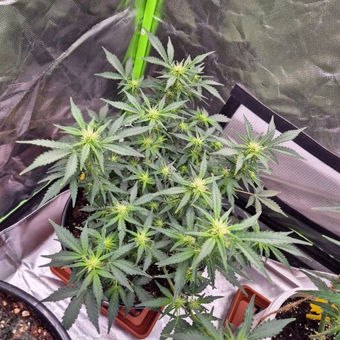 Shiva skunk 1 growlog timeline photo