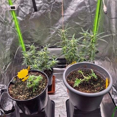 Apple fritter growlog timeline photo
