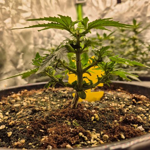 Blacklatto 1 growlog timeline photo