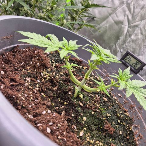 Blacklatto 2 growlog timeline photo