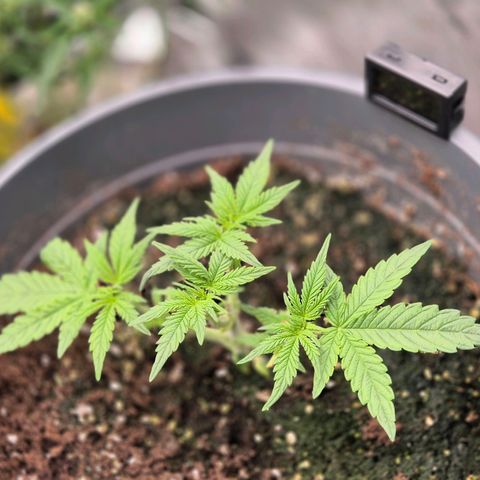 Blacklatto 2 growlog timeline photo