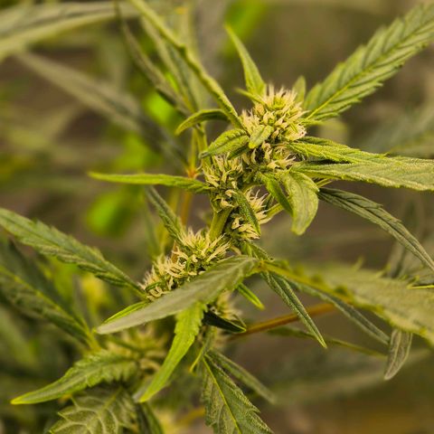 Apple fritter growlog timeline photo