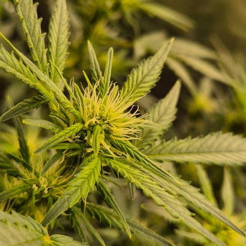 Shiva skunk 1 growlog timeline photo