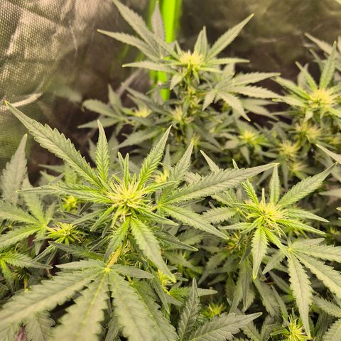 Shiva skunk 1 growlog timeline photo