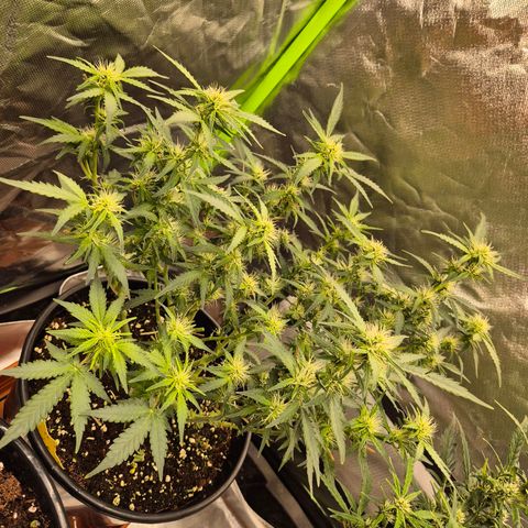 Shiva skunk 1 growlog timeline photo