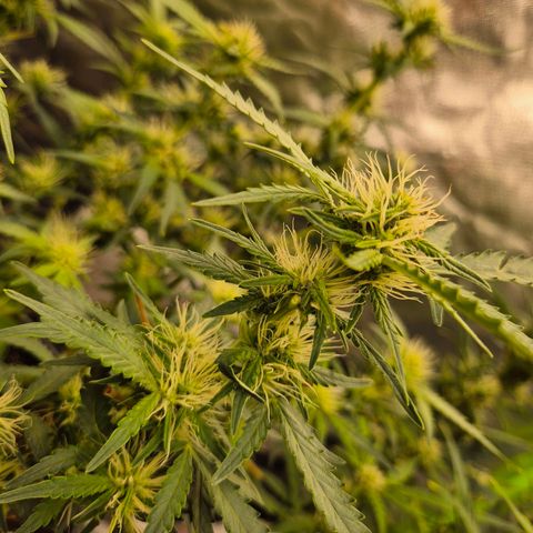 Shiva skunk 1 growlog timeline photo