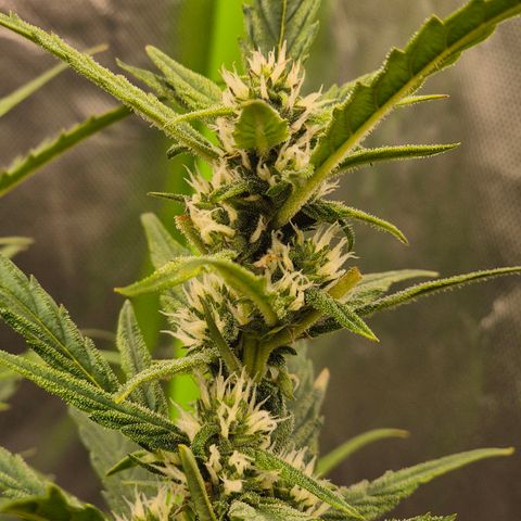 Apple fritter growlog timeline photo
