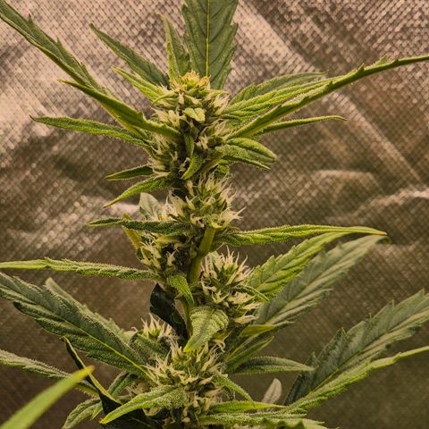 Apple fritter growlog timeline photo