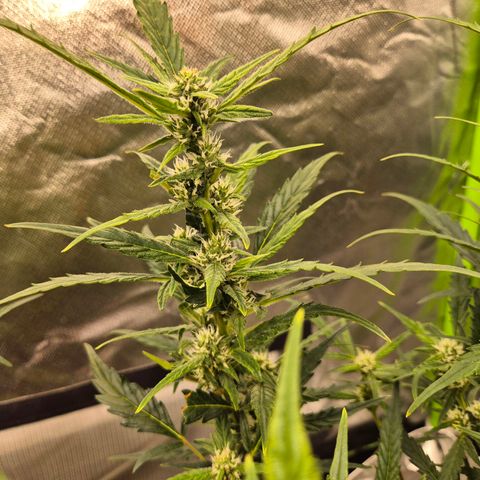 Apple fritter growlog timeline photo