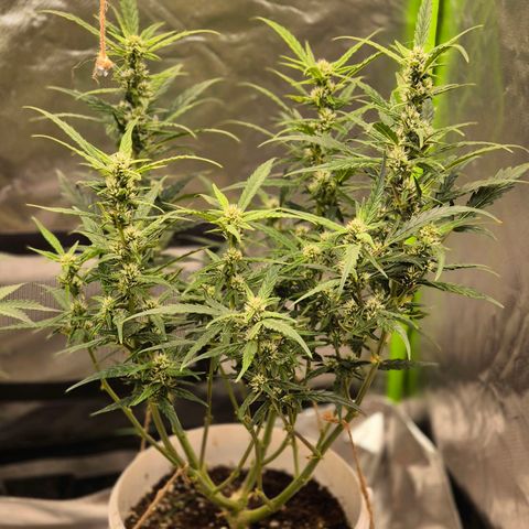 Apple fritter growlog timeline photo