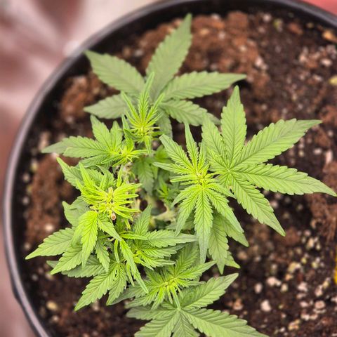 Blacklatto 1 growlog timeline photo