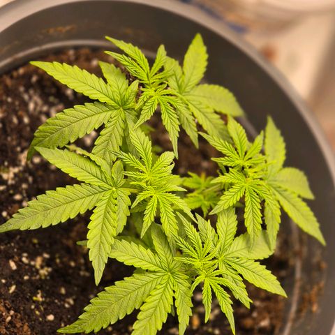 Blacklatto 2 growlog timeline photo