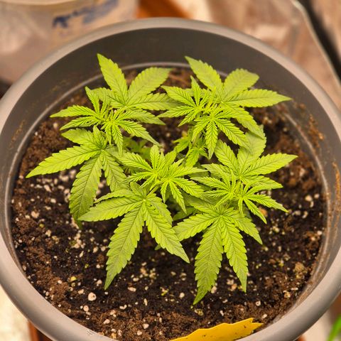 Blacklatto 2 growlog timeline photo