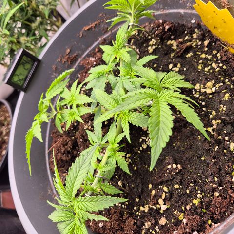 Blacklatto 2 growlog timeline photo