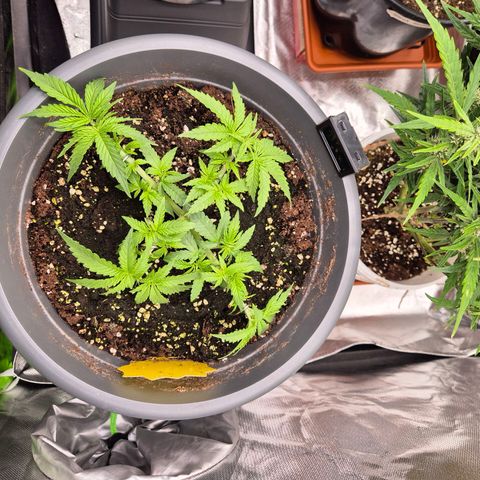 Blacklatto 2 growlog timeline photo